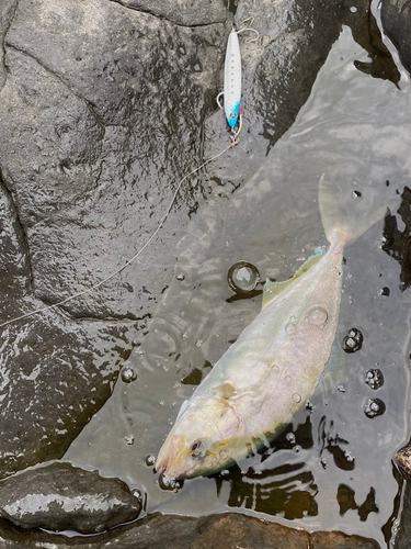 ショゴの釣果