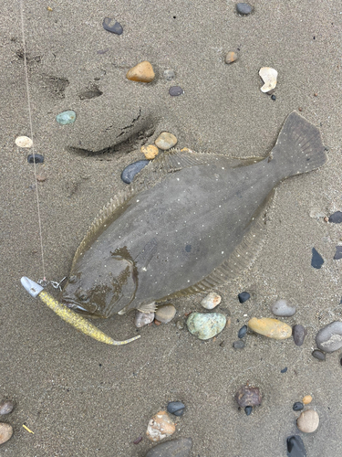 ソゲの釣果