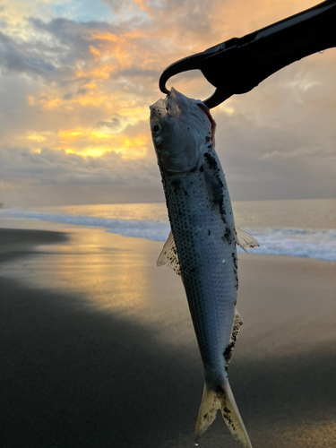 フッコ（ヒラスズキ）の釣果