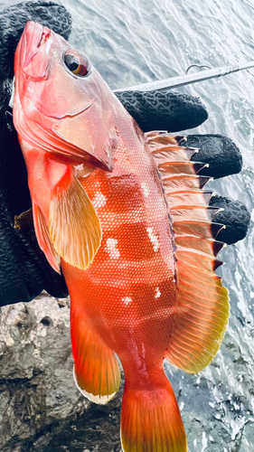 アカハタの釣果