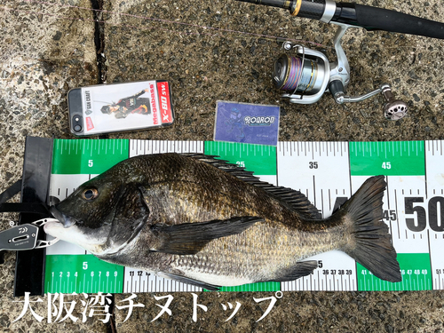 チヌの釣果