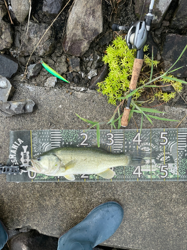 ブラックバスの釣果