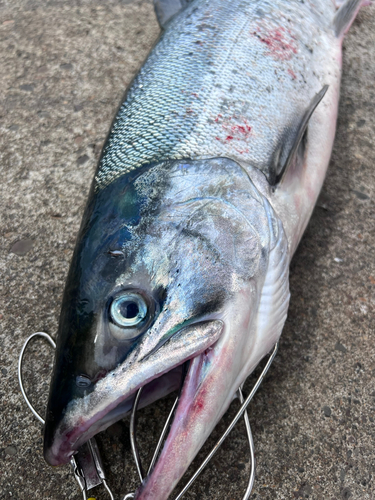 アキアジの釣果