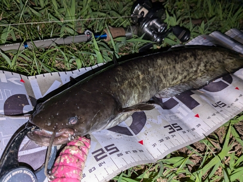 ナマズの釣果