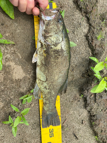 ブラックバスの釣果