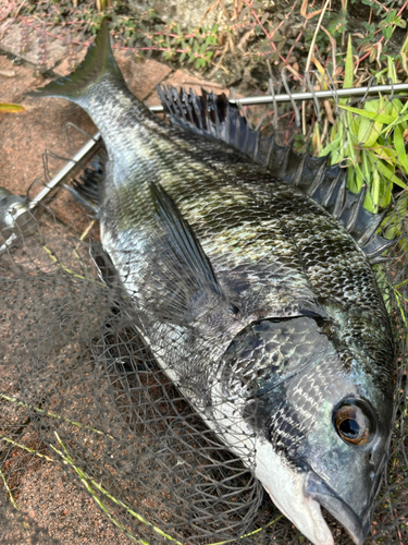 チヌの釣果