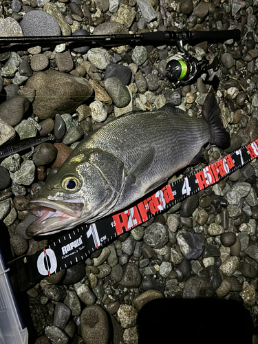 ヒラスズキの釣果