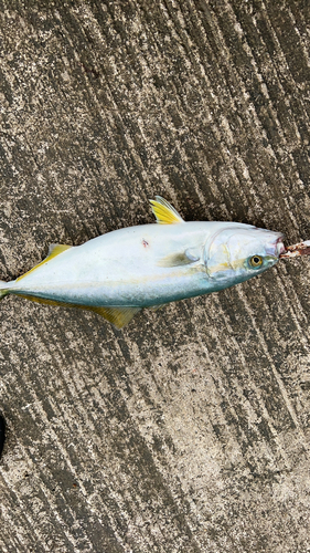 イナダの釣果