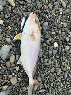 ショゴの釣果