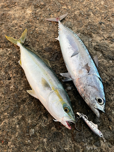 ソウダガツオの釣果