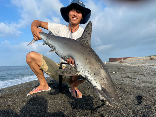 シュモクザメの釣果