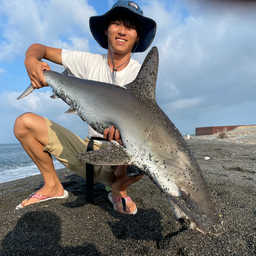 シュモクザメ