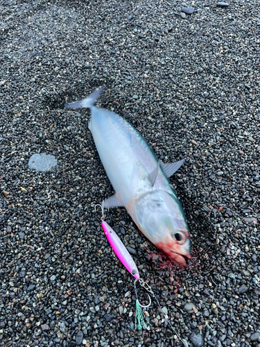 ソウダガツオの釣果