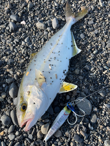 ショゴの釣果