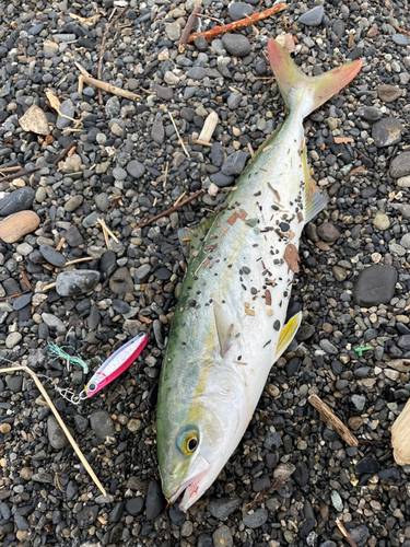 ワカシの釣果