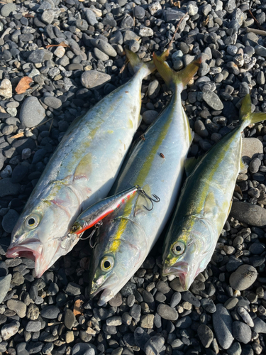 ワカシの釣果