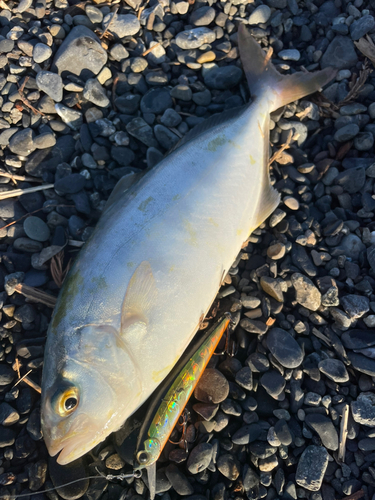 ショゴの釣果