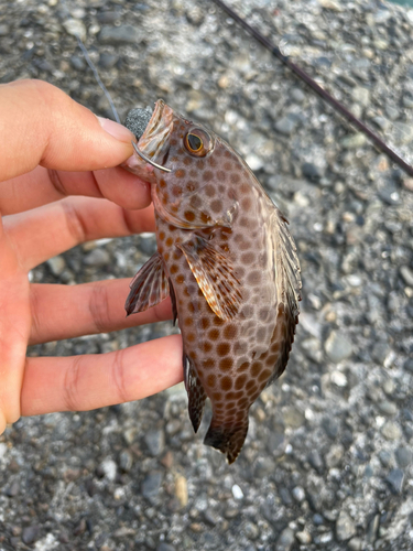 オオモンハタの釣果