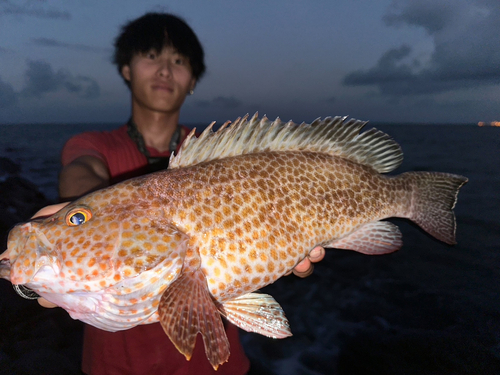 オオモンハタの釣果