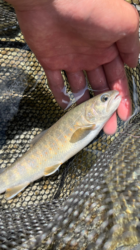 ヤマトイワナの釣果