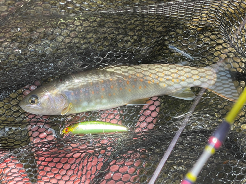 ヤマトイワナの釣果