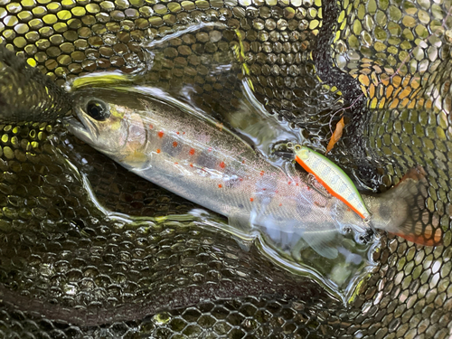 アマゴの釣果