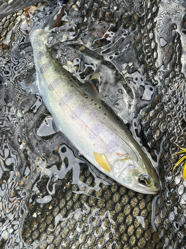 アマゴの釣果