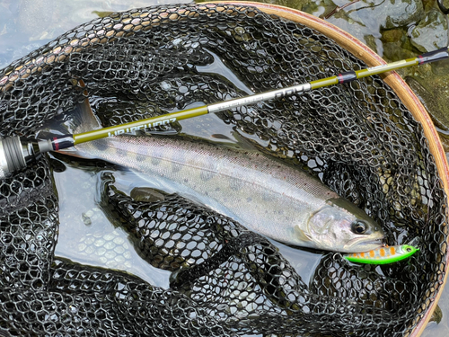 アマゴの釣果