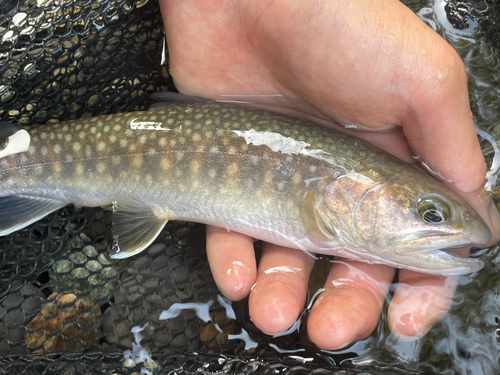 ニッコウイワナの釣果