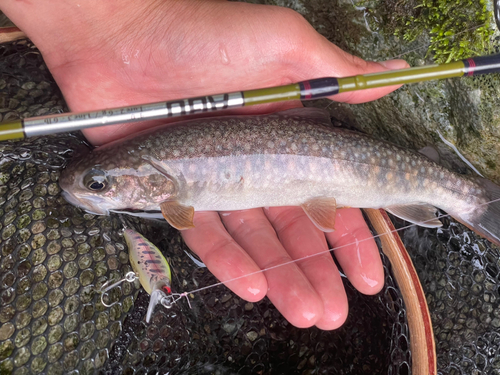 ニッコウイワナの釣果