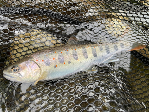 アマゴの釣果