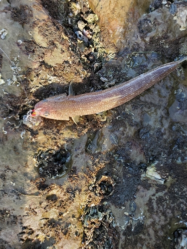 エソの釣果