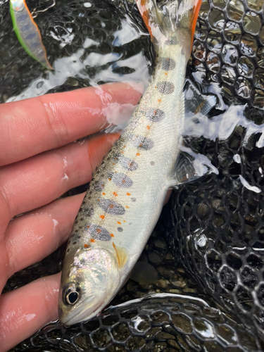 アマゴの釣果