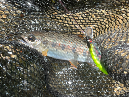 アマゴの釣果