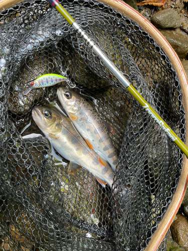 アマゴの釣果