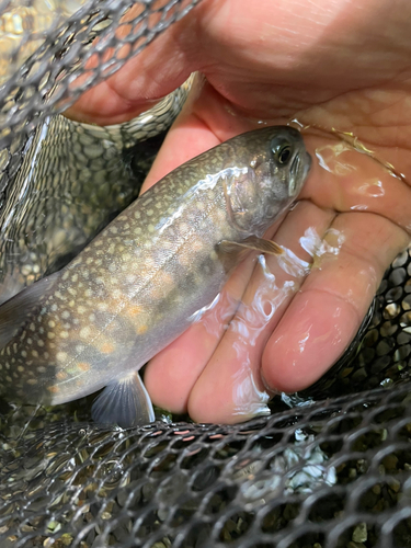 ニッコウイワナの釣果