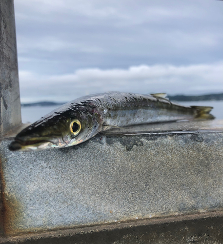 カマスの釣果