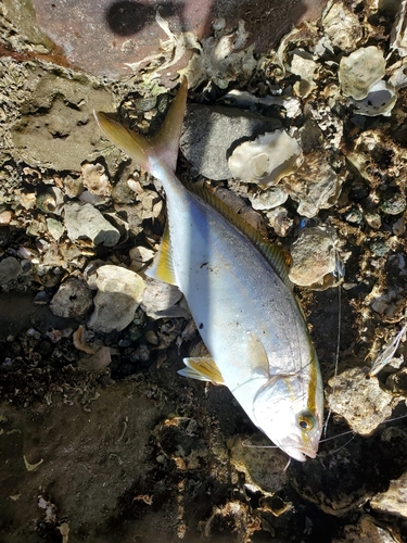 ネリゴの釣果