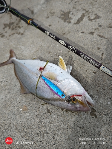 ショゴの釣果