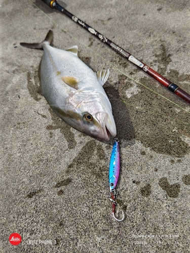 ショゴの釣果