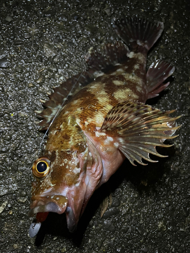 カサゴの釣果