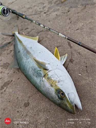 ヒラマサの釣果