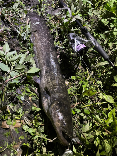 ナマズの釣果