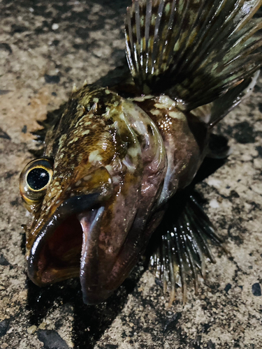 カサゴの釣果