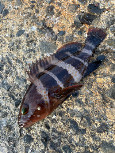 アオハタの釣果