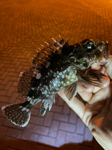 カサゴの釣果