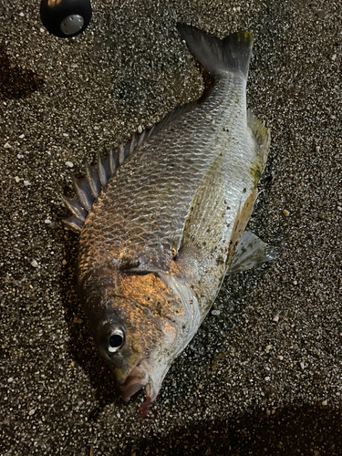 キビレの釣果