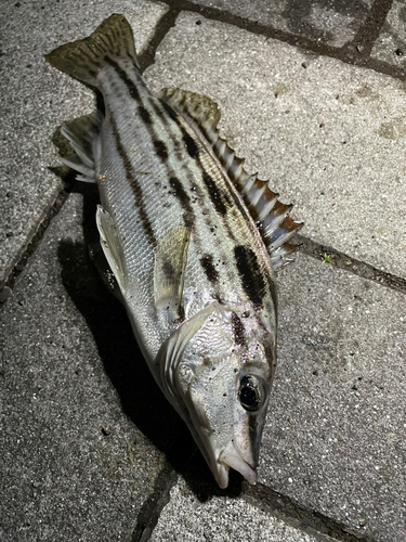 シマイサキの釣果