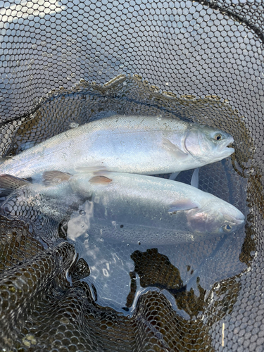 トラウトの釣果