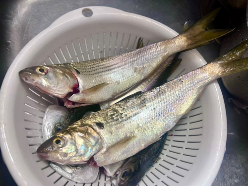 コノシロの釣果